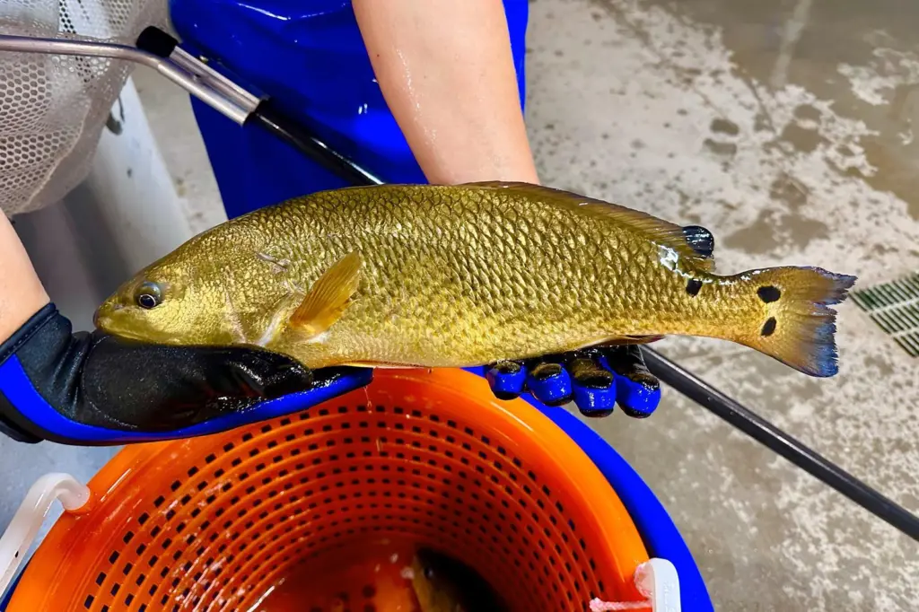 Pine Island Redfish