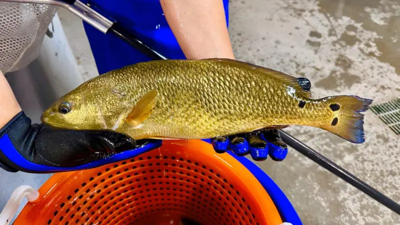 Pine Island Redfish