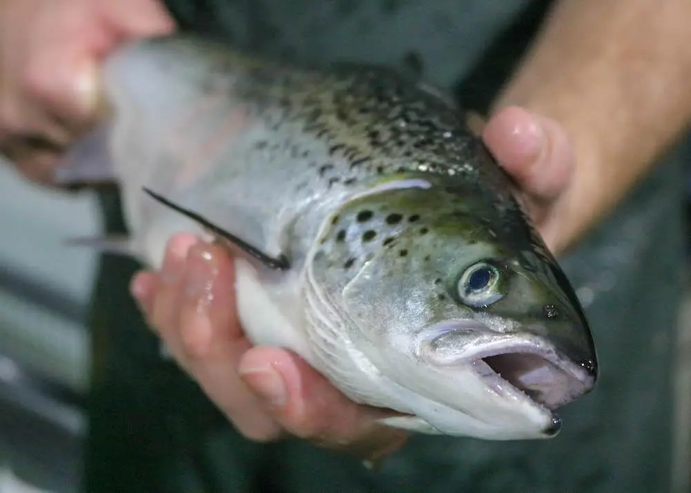 Farmed salmon