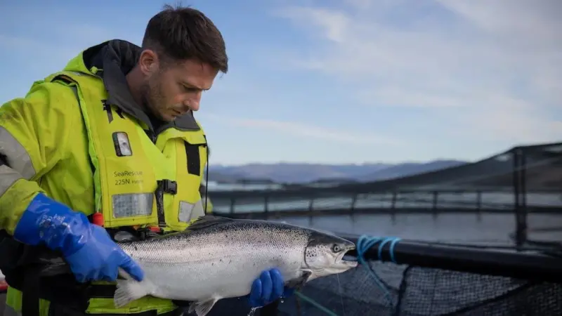 Scottish salmon farming