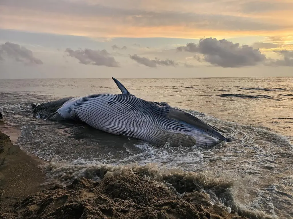 Stranded Bryde's whale