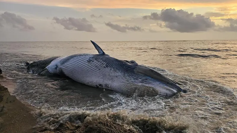 Stranded Bryde's whale