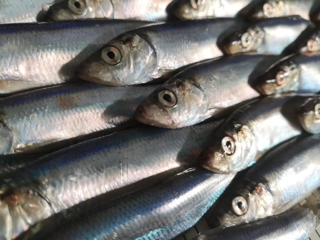 North Sea herring