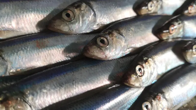North Sea herring
