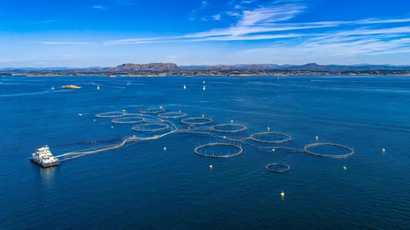 Offshore Fish Farm
