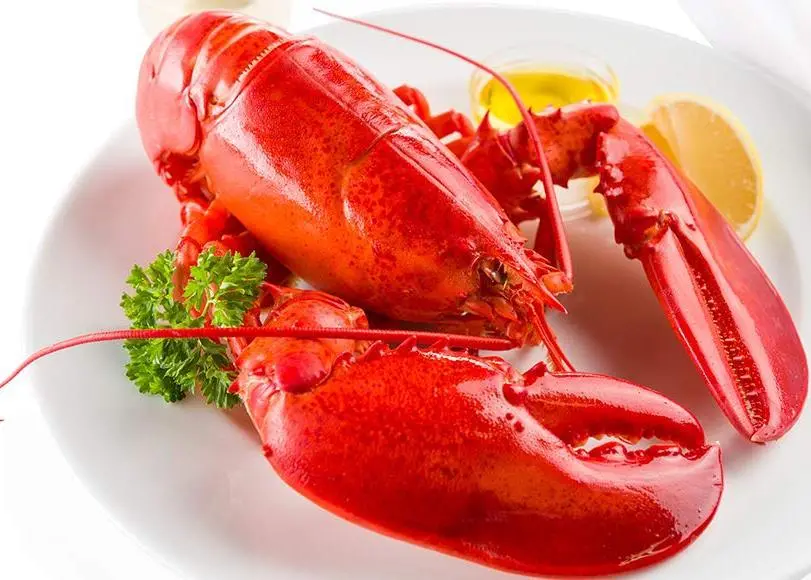 US lobster