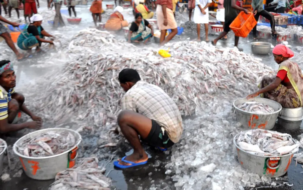India fisheries