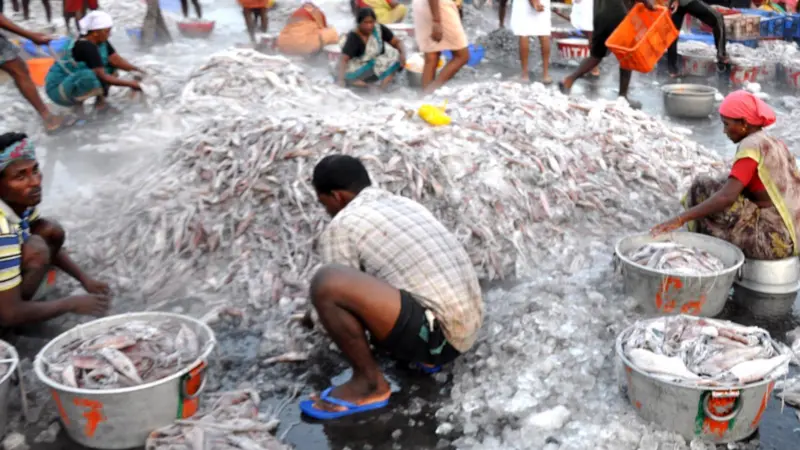 India fisheries