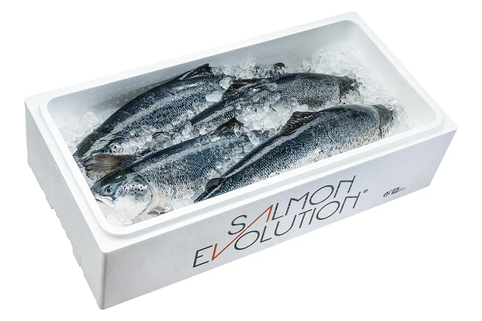 Salmon Evolution