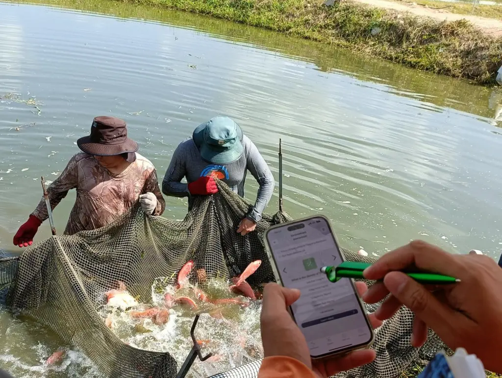 FAI Tilapia Welfare