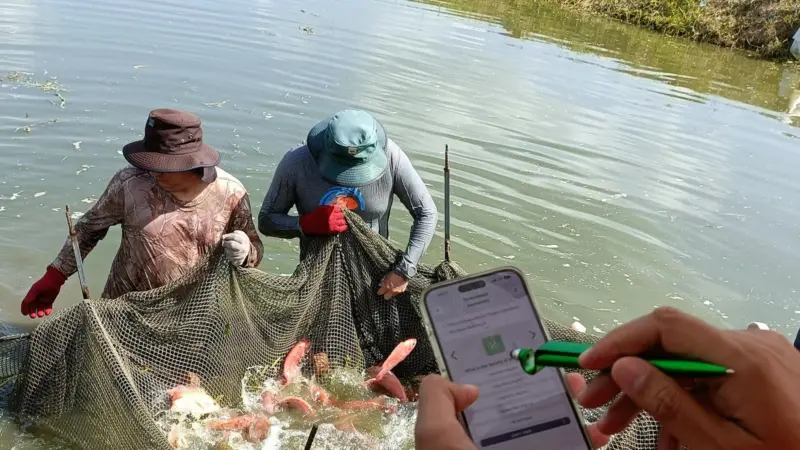 FAI Tilapia Welfare