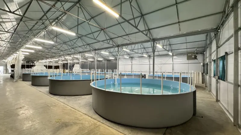 Inside Innovasea's Colorado aquaponics facility