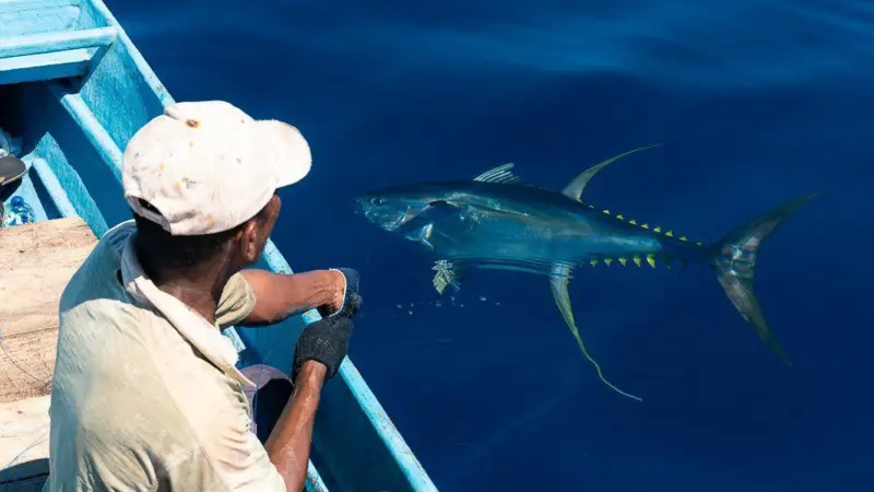 IPNLF handlining yellowfin