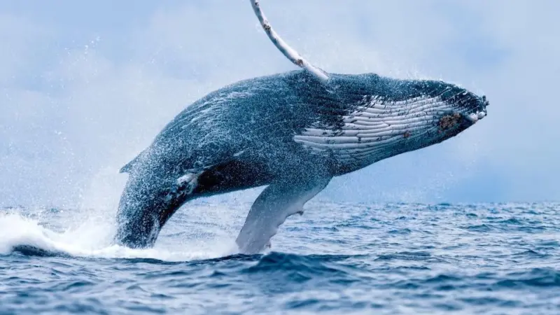 UK BBNJ, humpback whale