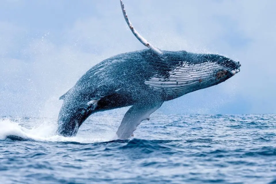 UK BBNJ, humpback whale
