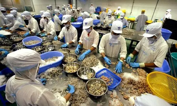 Vietnam shrimp