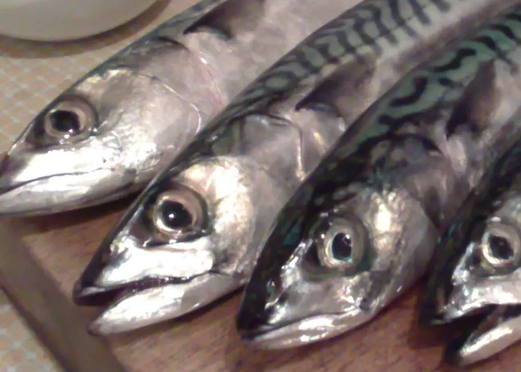 Iceland mackerel