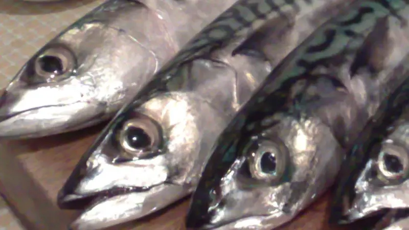 Iceland mackerel