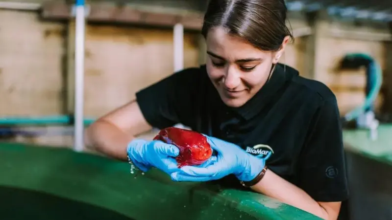 aquaculture worker holding a red cleaner fish by an indoor tank