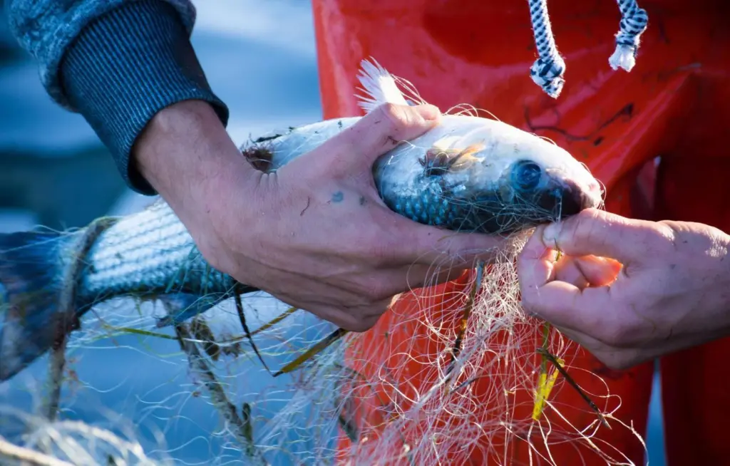 Fisherman holding a fish