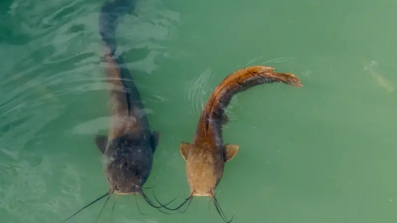 two catfish