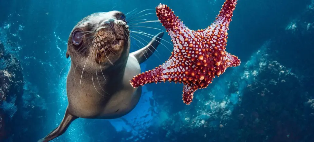 a sealion and a starfish