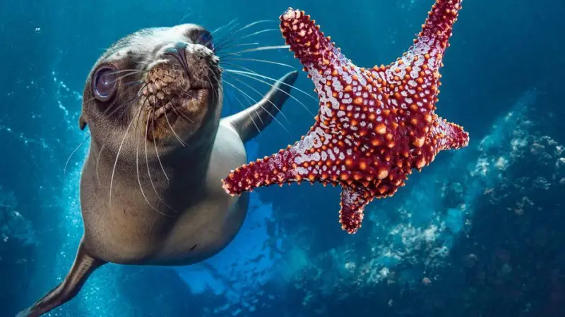 a sealion and a starfish