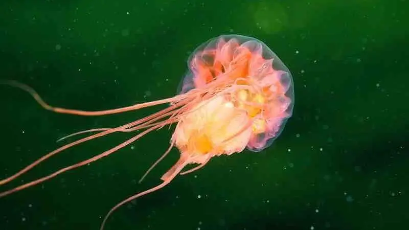 jellyfish