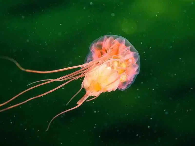 jellyfish