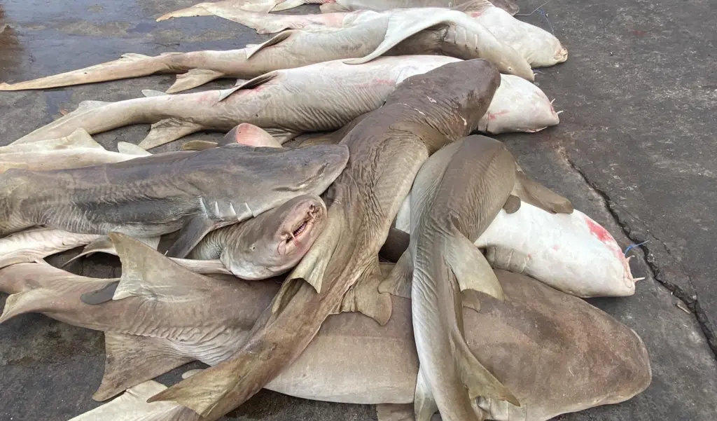 India shark