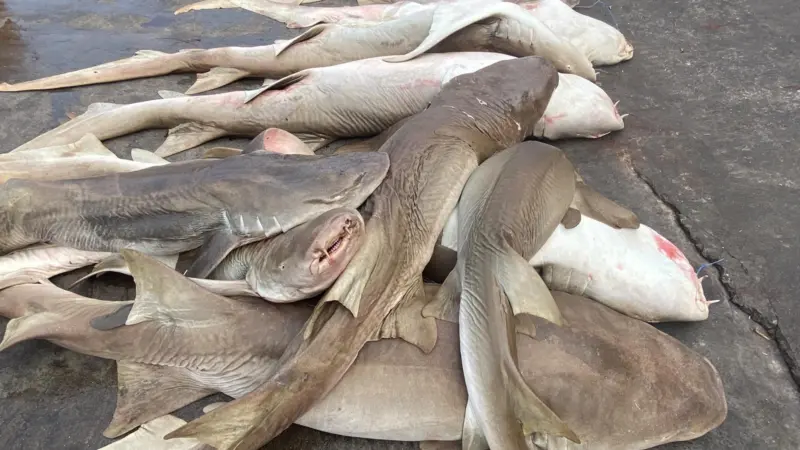 India shark