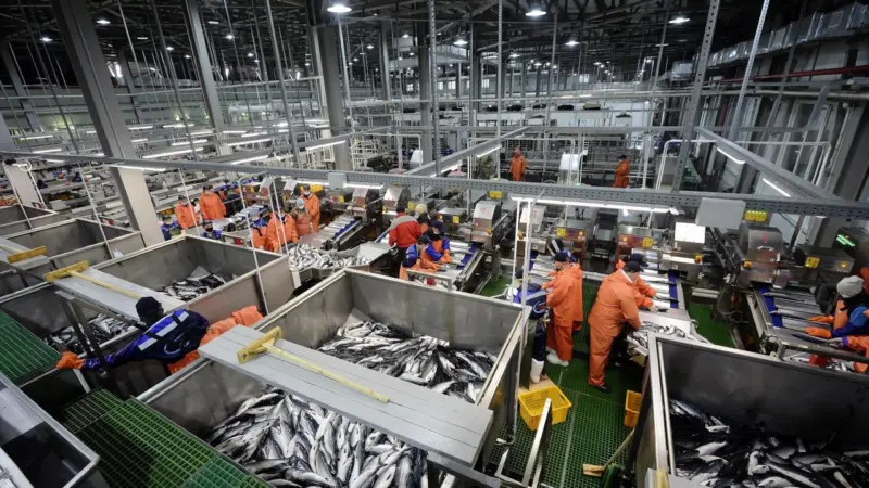 Russia fish processing