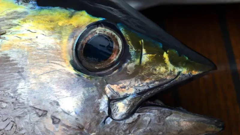 Yellowfin tuna
