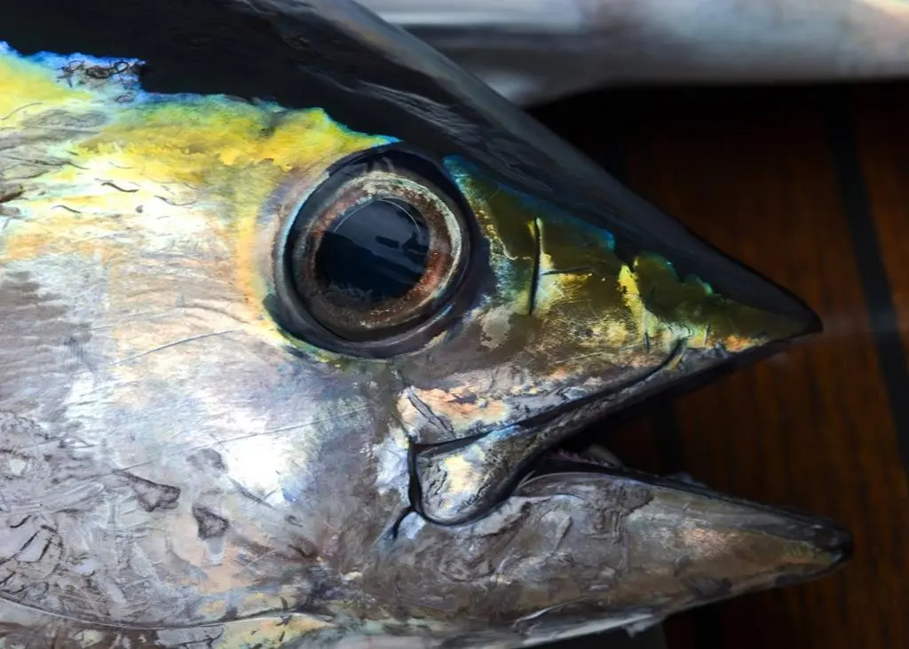 Yellowfin tuna