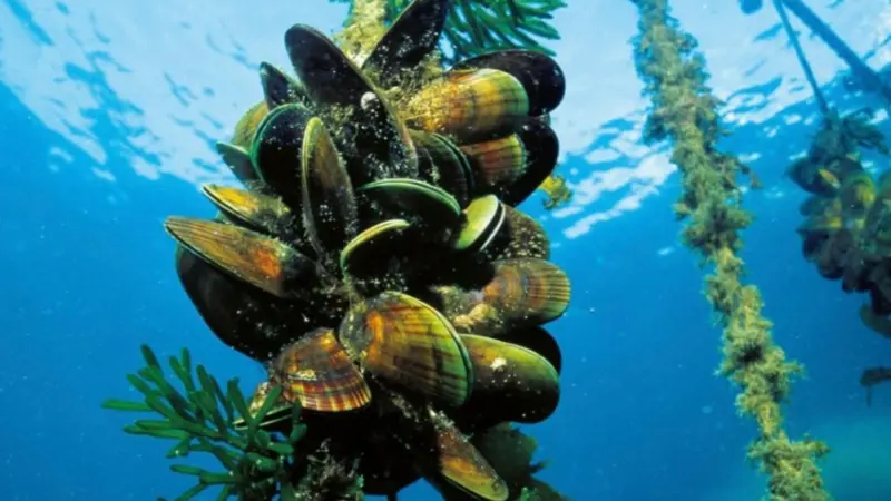 The image shows mussels being grown underwater in a seafood farm