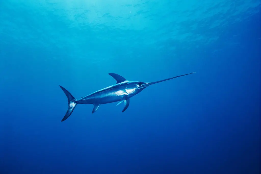 Swordfish