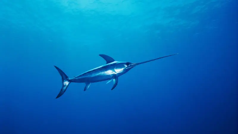 Swordfish