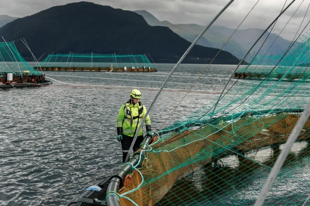 Cod farming