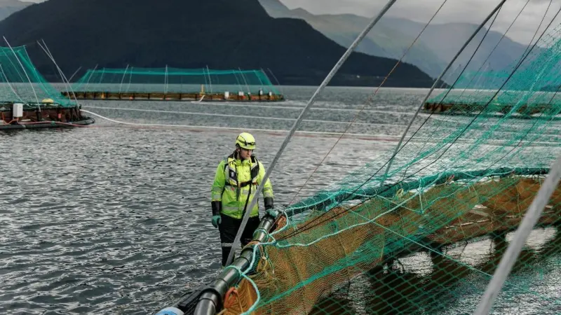Cod farming