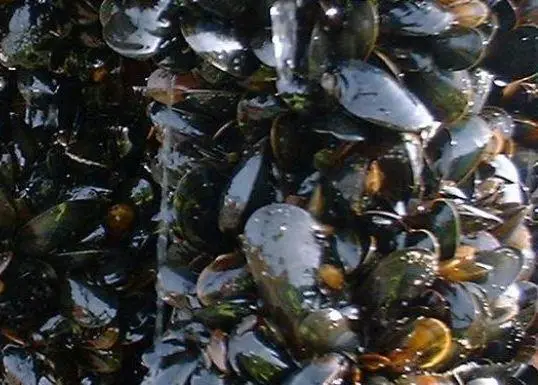Scottish rope grown mussels
