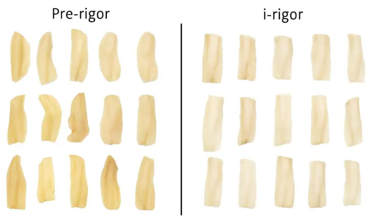 The image compares discoloured fish frozen too early to fish frozen post rigor mortis
