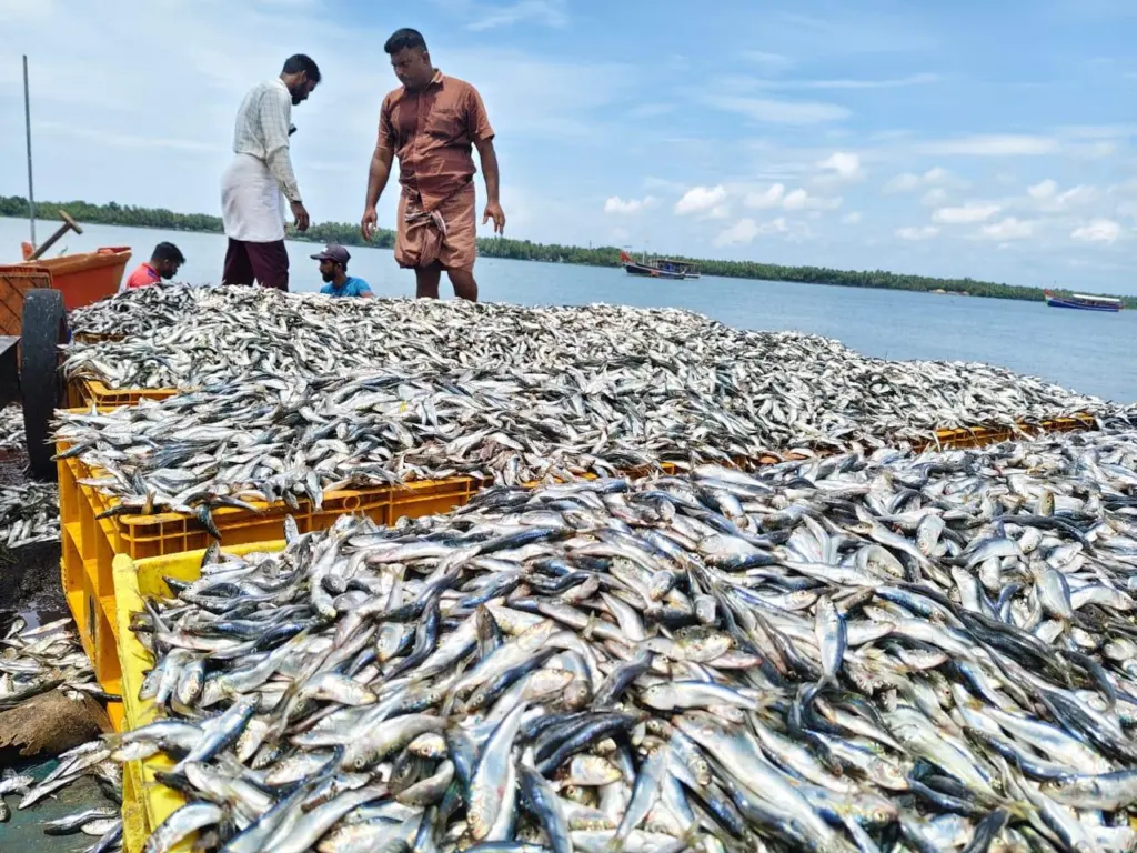 Two fishermen standing by an immense haul of sardines