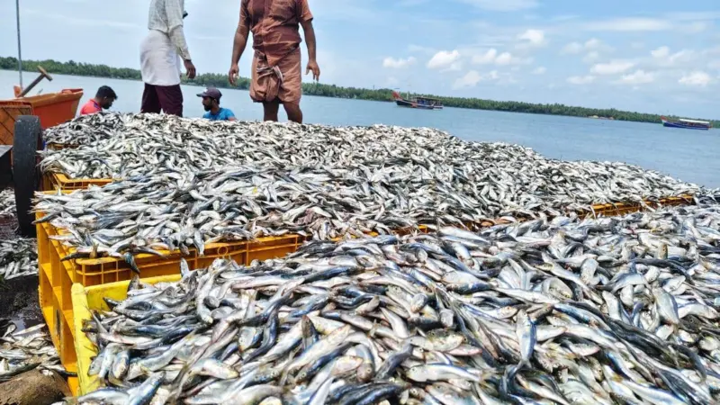 Two fishermen standing by an immense haul of sardines
