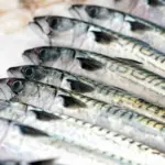 Northeast Atlantic mackerel