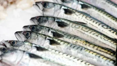 Northeast Atlantic mackerel