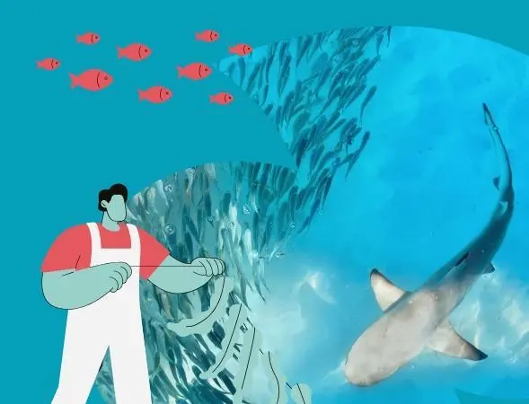 Seas At Risk Bycatch Guide