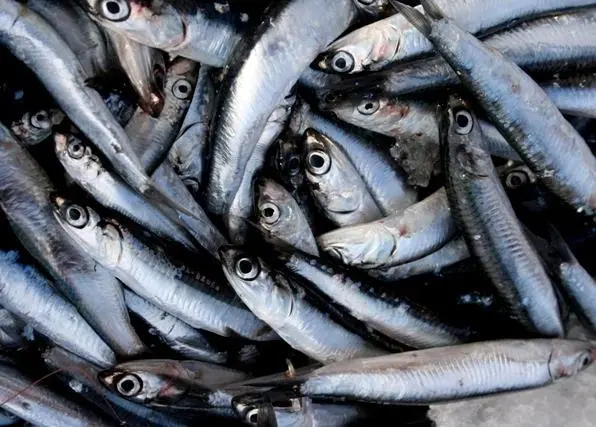 anchovies