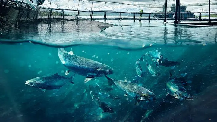 Co-op salmon