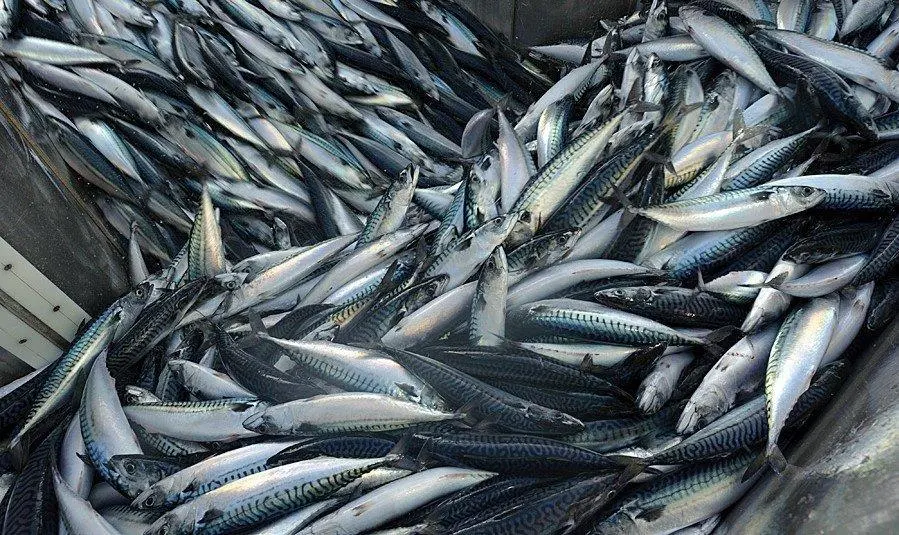 Northeast Atlantic mackerel