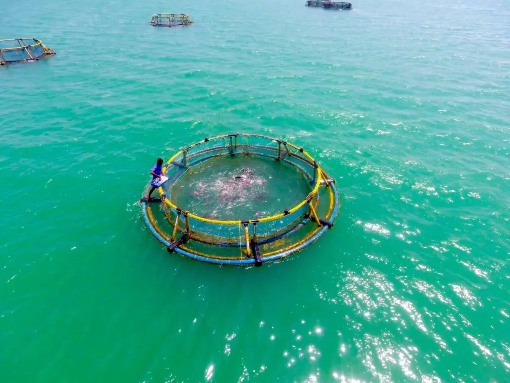 Cage fish farming